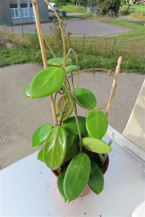 Hoya vangviengiensis