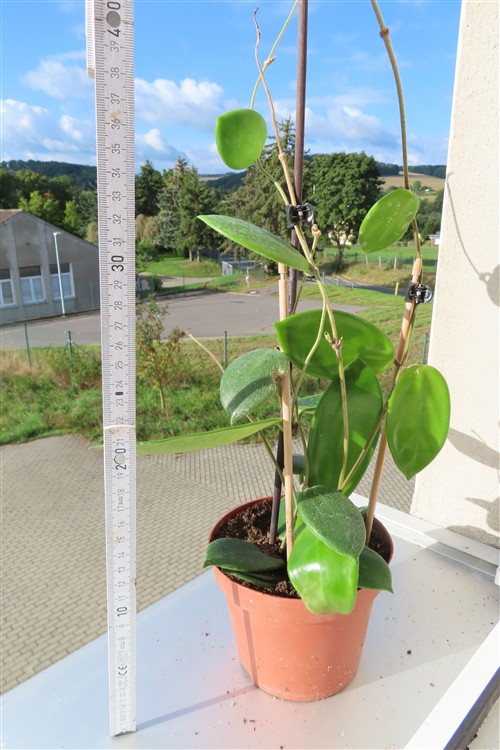 Hoya vangviengiensis