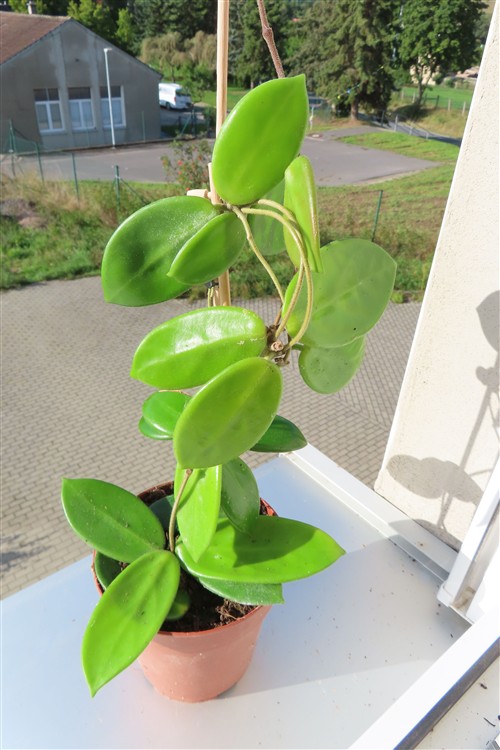 Hoya vangviengiensis