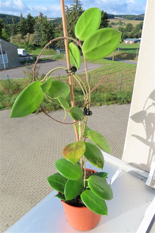 Hoya vangviengiensis