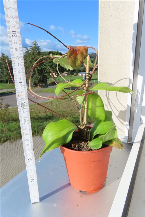 Hoya chuniana