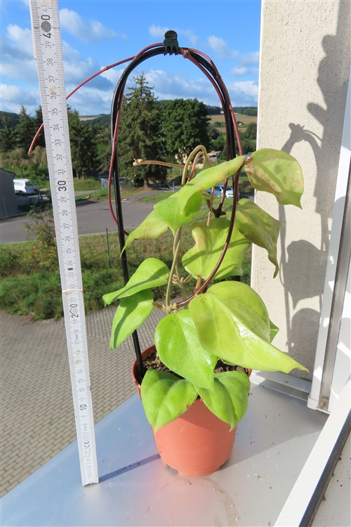 Hoya chuniana