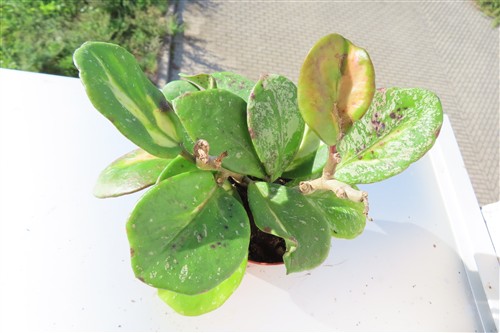Hoya obovata variegata