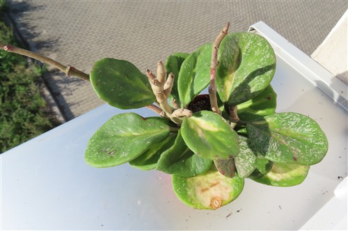 Hoya obovata variegata
