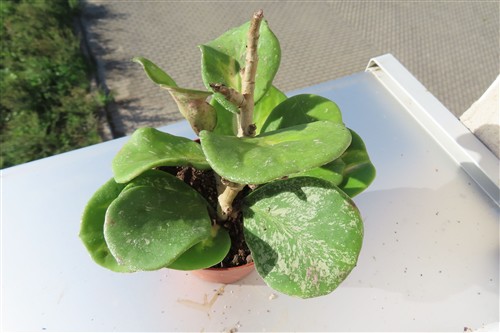 Hoya obovata variegata