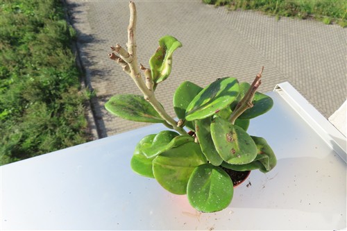 Hoya obovata variegata