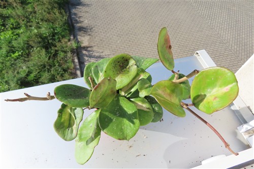 Hoya obovata variegata