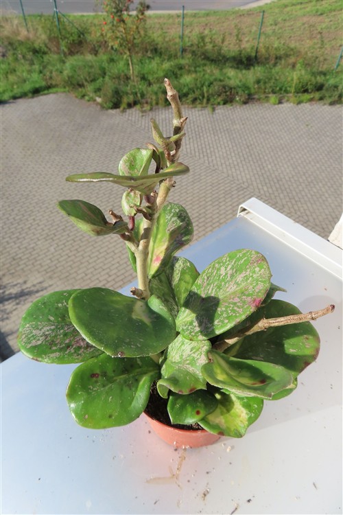 Hoya obovata variegata