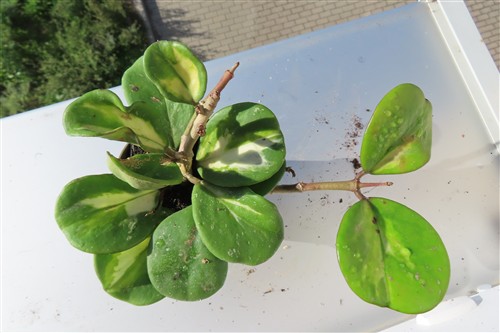 Hoya obovata variegata