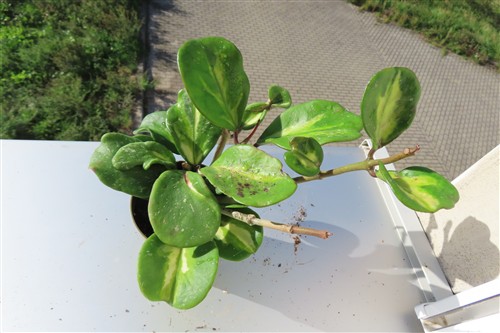 Hoya obovata variegata