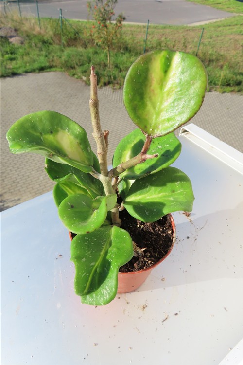 Hoya obovata variegata