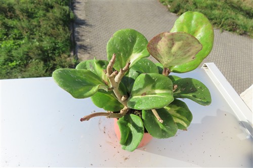Hoya obovata variegata