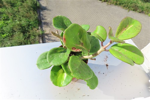 Hoya obovata variegata