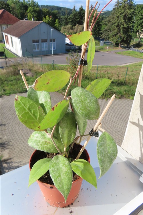 Hoya verticillata Wayang Splash