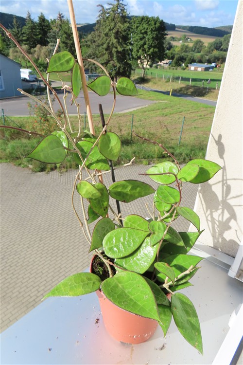 Hoya parasitica black edge