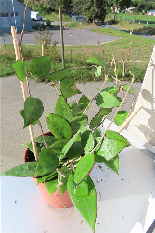 Hoya parasitica black edge