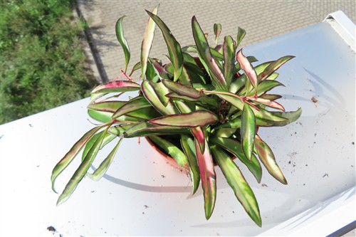 Hoya wayetii tricolour