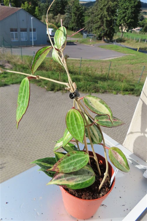 Hoya macrophylla pot of gold