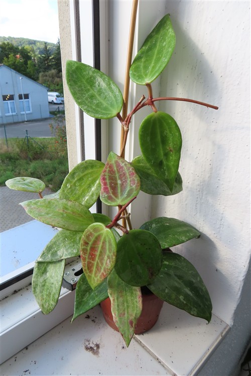 Hoya macrophylla Silver