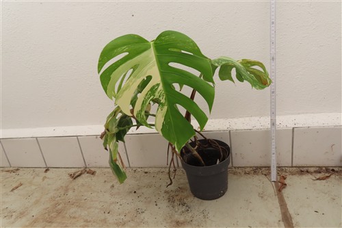 Monstera Delicosa variegata