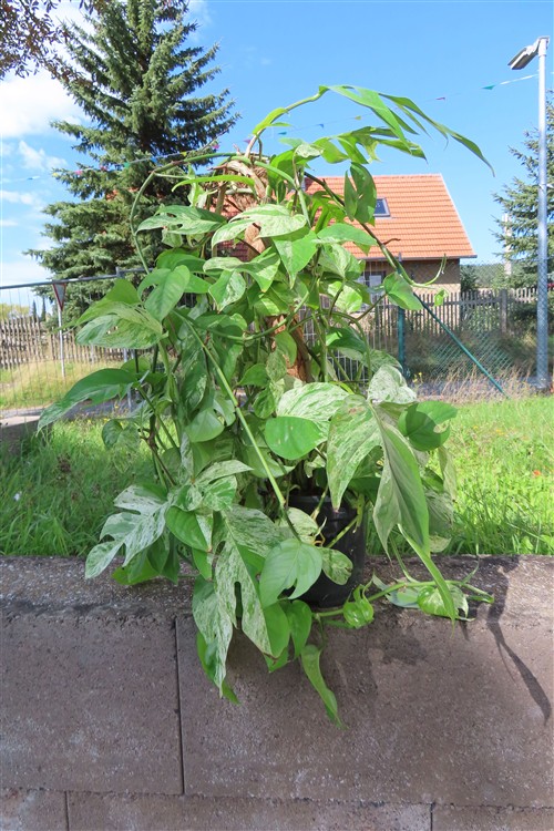 Epipremnum pinnatum marble variegata