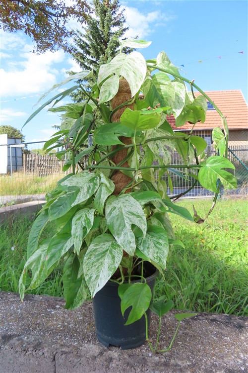 Epipremnum pinnatum marble variegata