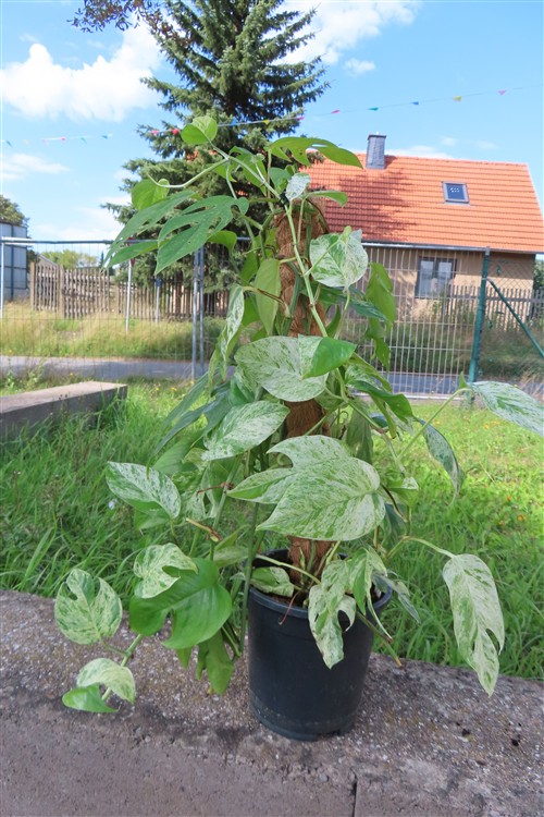 Epipremnum pinnatum marble variegata