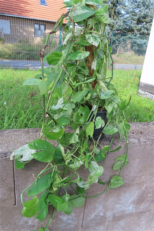 Epipremnum pinnatum marble variegata