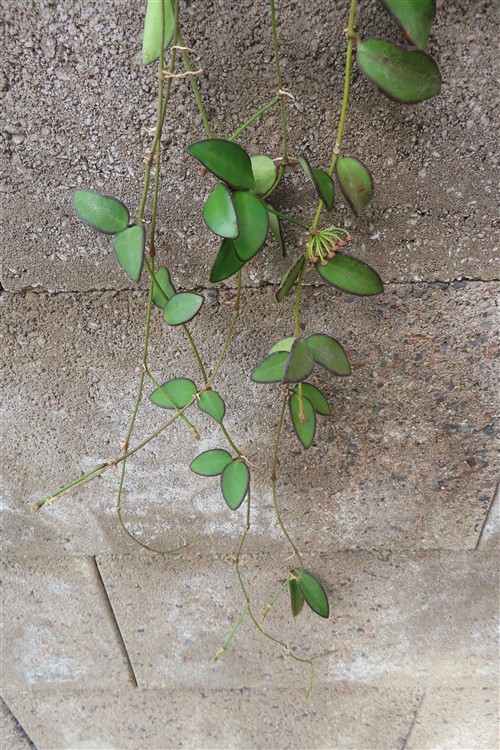 Hoya Rosita