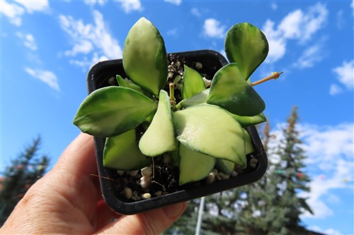 Hoya heuschkeliana