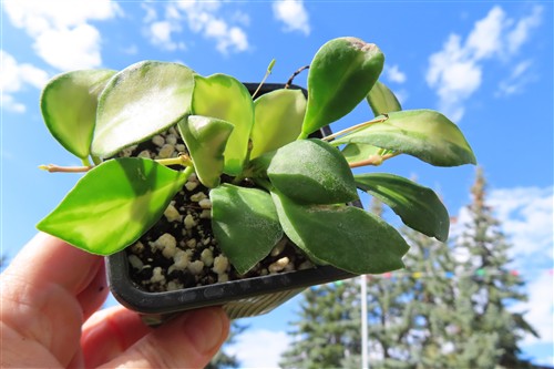Hoya heuschkeliana