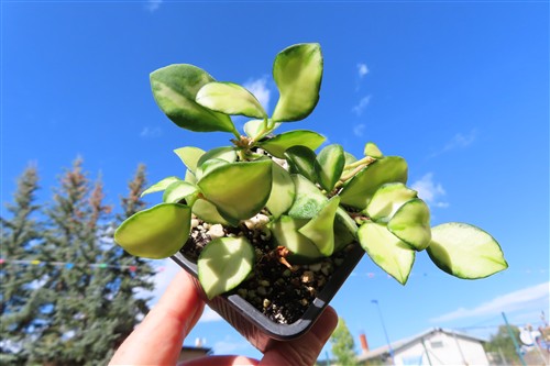 Hoya heuschkeliana