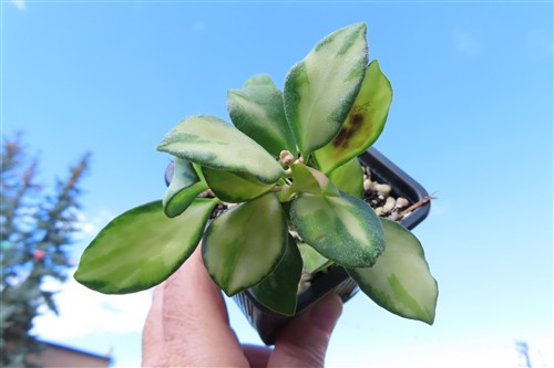 Hoya heuschkeliana