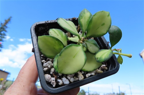 Hoya heuschkeliana