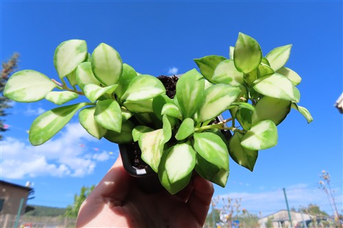 Hoya heuschkeliana