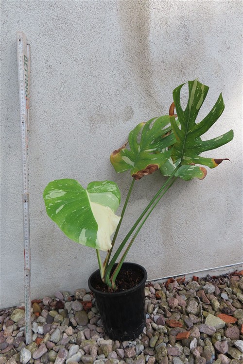 Monstera Thai Constellation