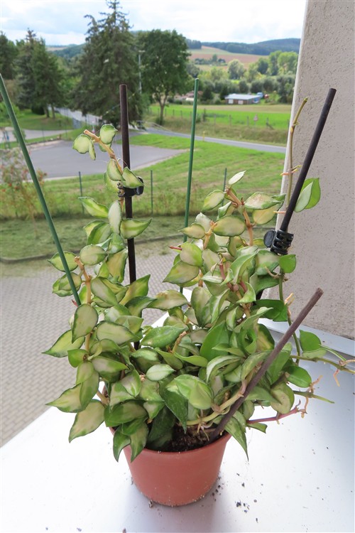 Hoya sp. Bruno
