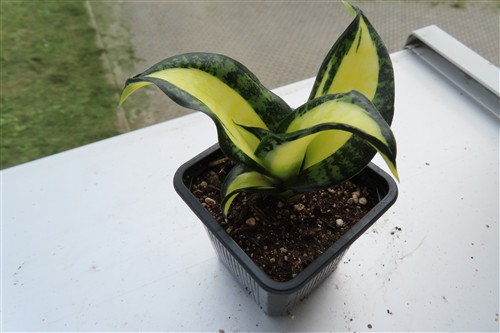 Sansevieria Curly Galaxy