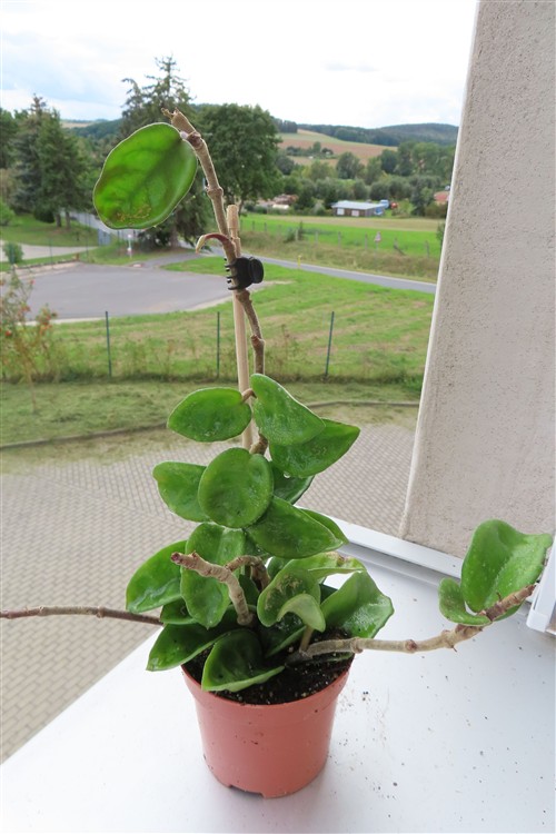 Hoya carnosa compacta eight