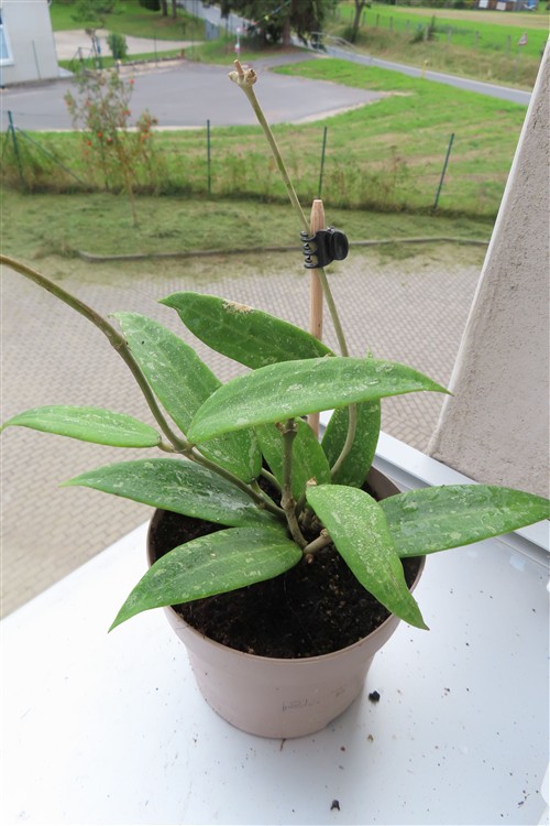 Hoya sp. Loei