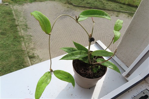 Hoya sp. Loei