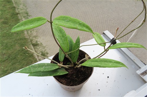 Hoya sp. Loei