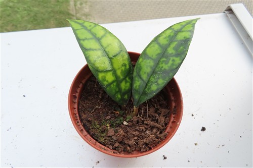 Hoya callistophylla Black Cat