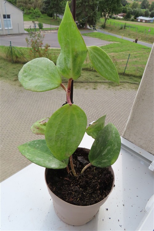 Hoya macrophylla Silver