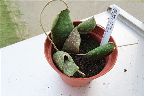 Hoya imbricata