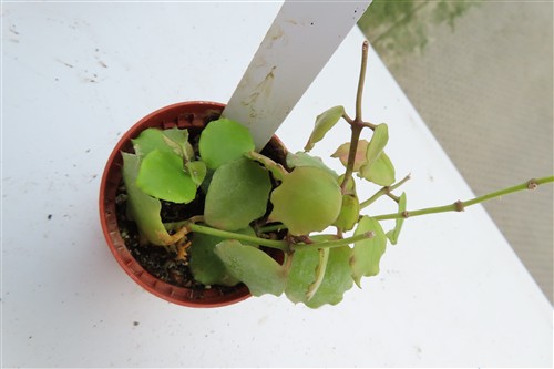Hoya endauensis