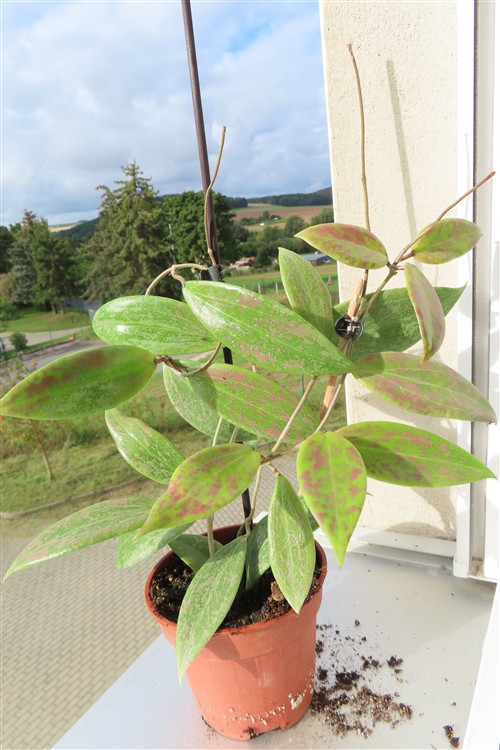 Hoya wibergiae