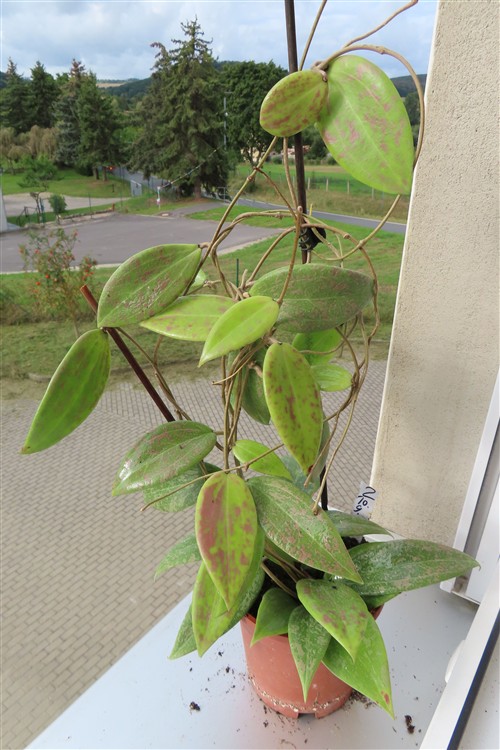 Hoya wibergiae
