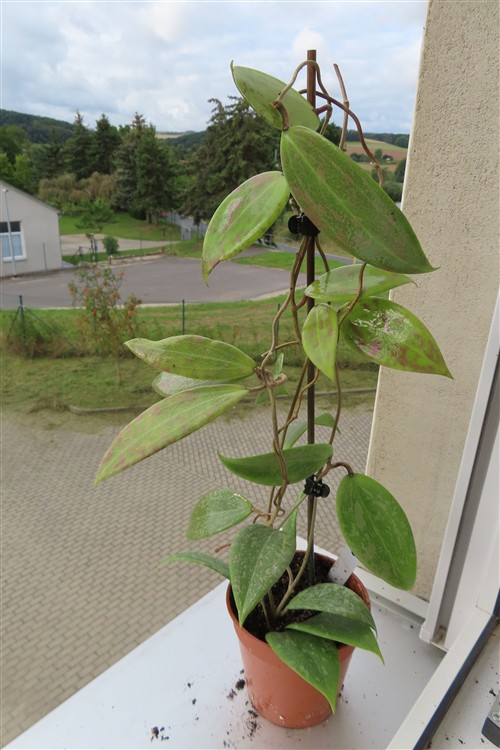 Hoya wibergiae