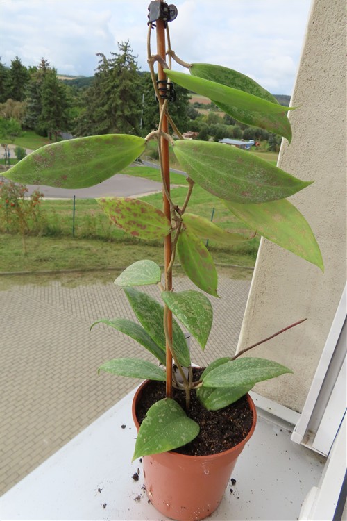 Hoya wibergiae
